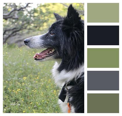 Border Collie Pet Dog Image